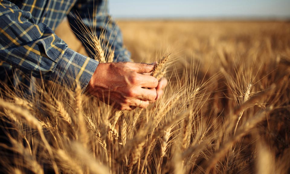 Top wheat importers rush to market as Ukraine deadline approaches