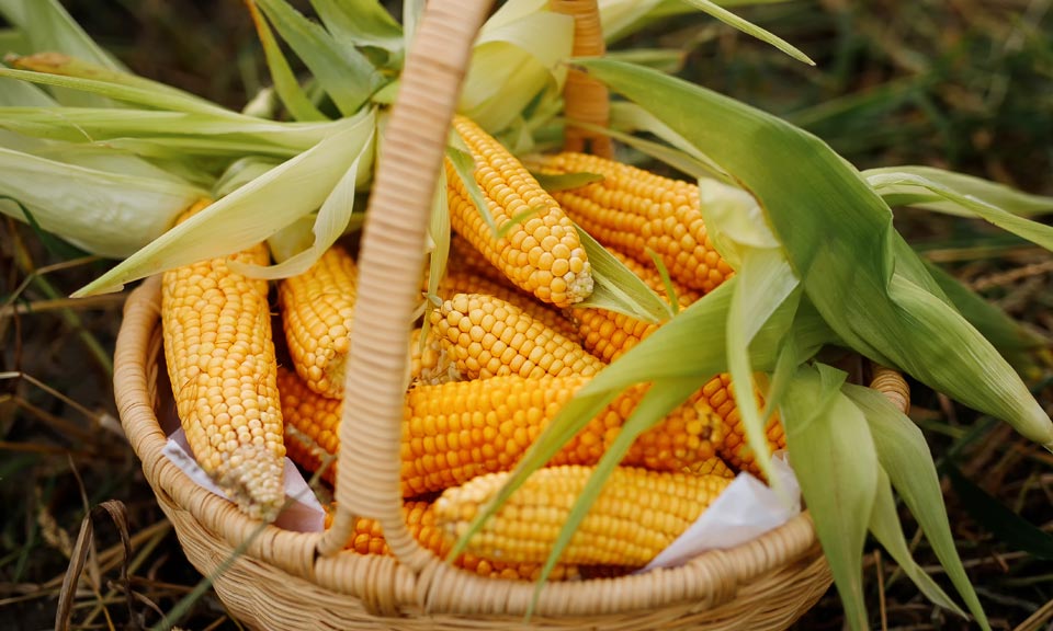 Risk of avian flu outbreak in Asia keeps feed corn demand outlook in check
