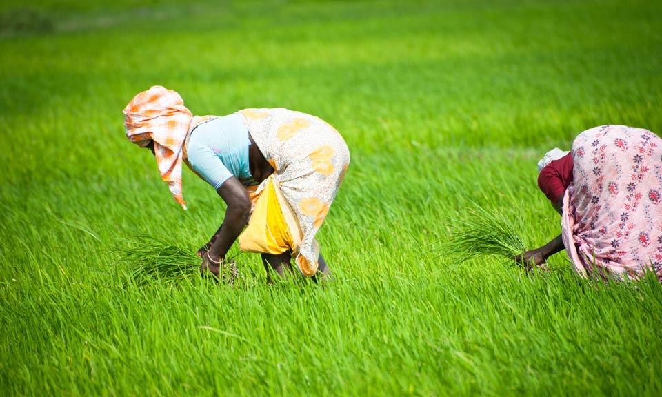 S&P Global launches new Indian weekly rice assessments