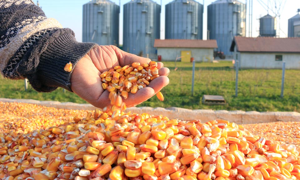 EU’s corn deficit highlighted by loss of imports from Ukraine: Tallage