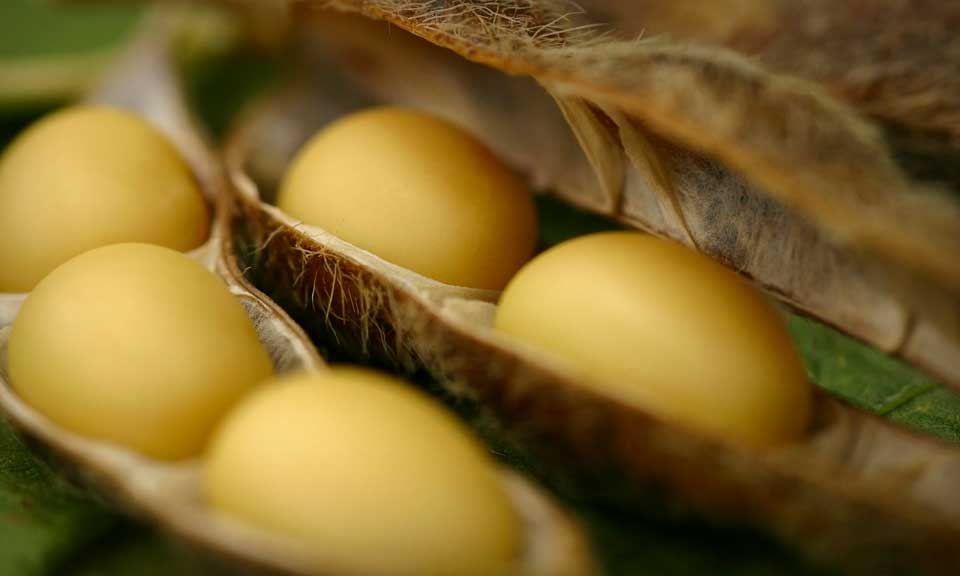 Latin American soybean oil prices return to pre-war levels amid weaker demand