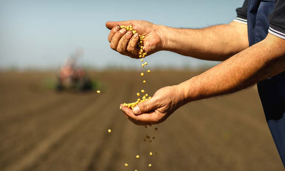Market forecasts China's 2022 soybean demand falling up to 6% as feed requirements dip