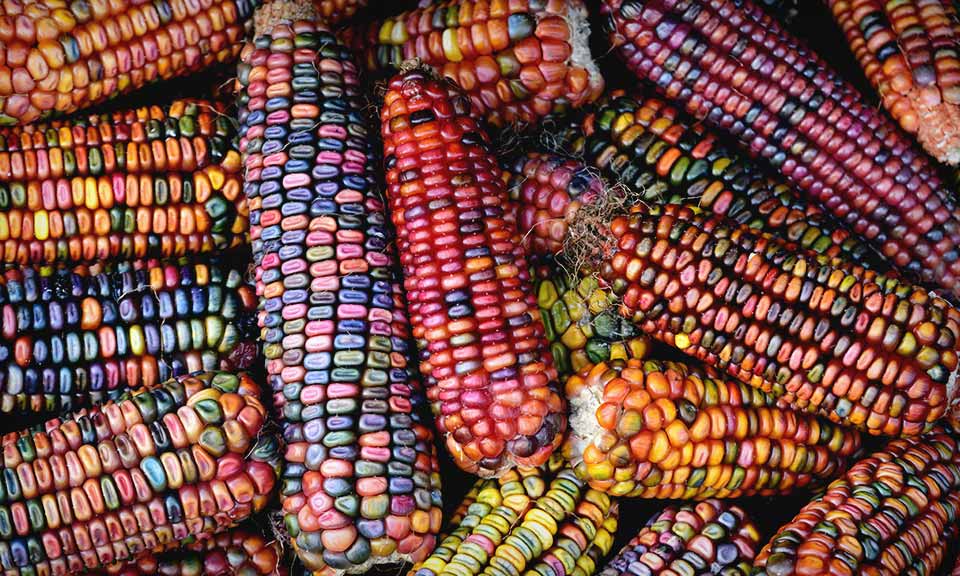 Indonesia to expand corn, sorghum cultivation by 2024 to bolster feed grain security