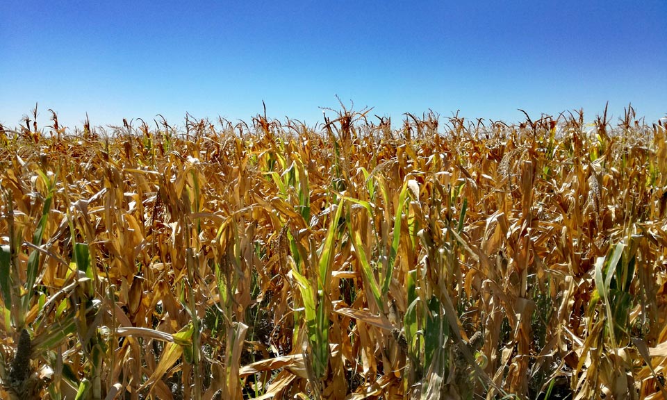 AGRICULTURE WEATHER WATCH: No respite for Argentinian wheat despite rain forecast