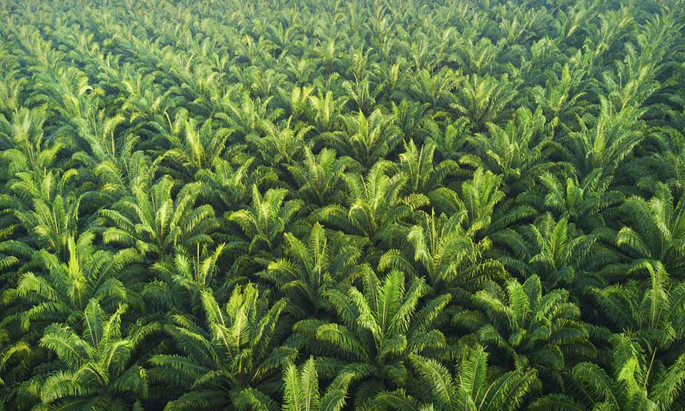 Palm oil rises as Indonesia sets preconditions on resuming exports