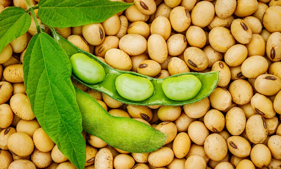 S&P Global to launch half-month average FOB Santos Brazil soybeans June 1