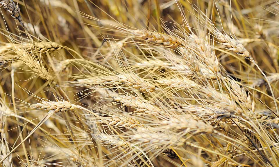 Ukraine's wheat exports slump 53% on year to 325,000 mt in MY 2022-23