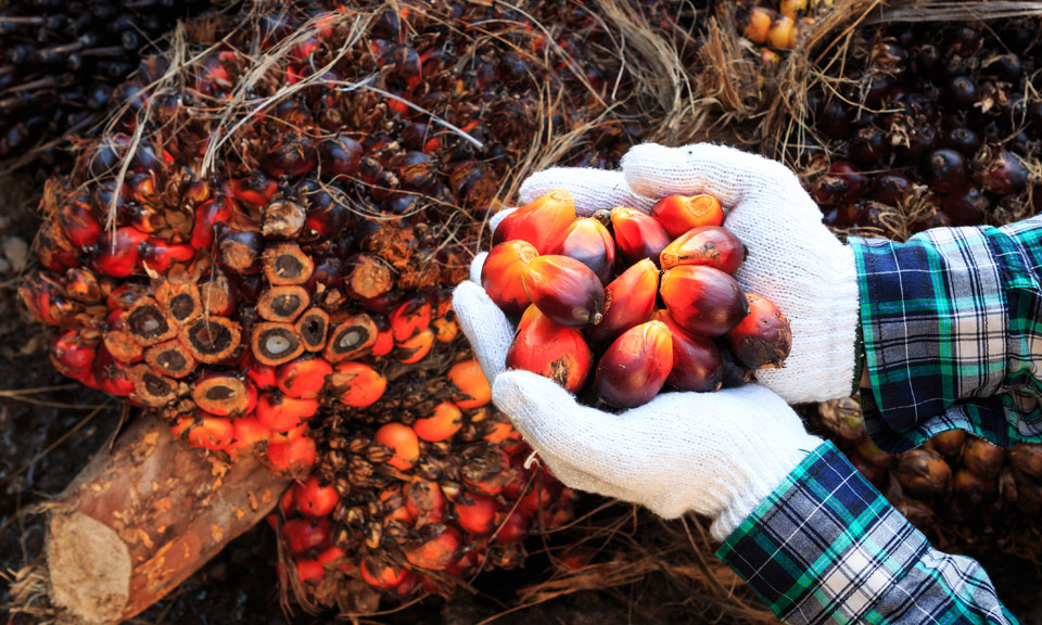 Flat demand and overflowing tanks pressure Indonesia's palm oil exports