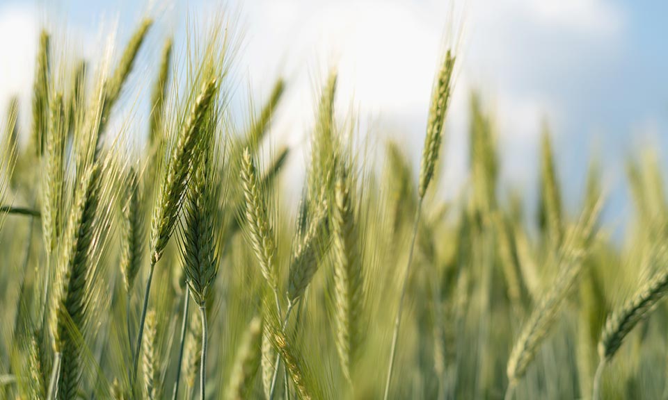 Europe's wheat growers mull new crop sales in shadow of Ukraine war